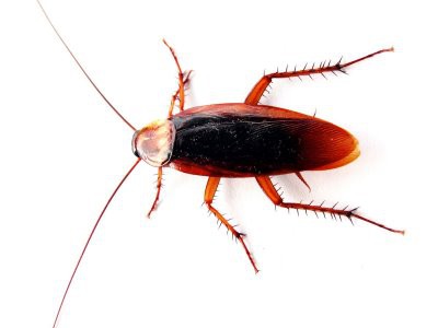 Barata