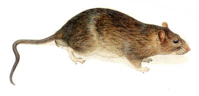 Rato