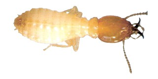 Cupim